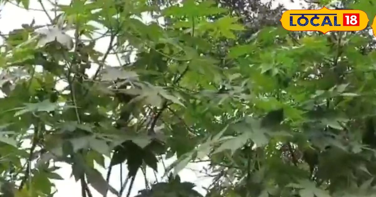 Health Tips: अंग्रेजी दवाइयां भूल जाओ! सर्दी-जुकाम और बुखार भगाने के लिए बस अपनाओ ये 4 देसी घरेलू नुस्खे