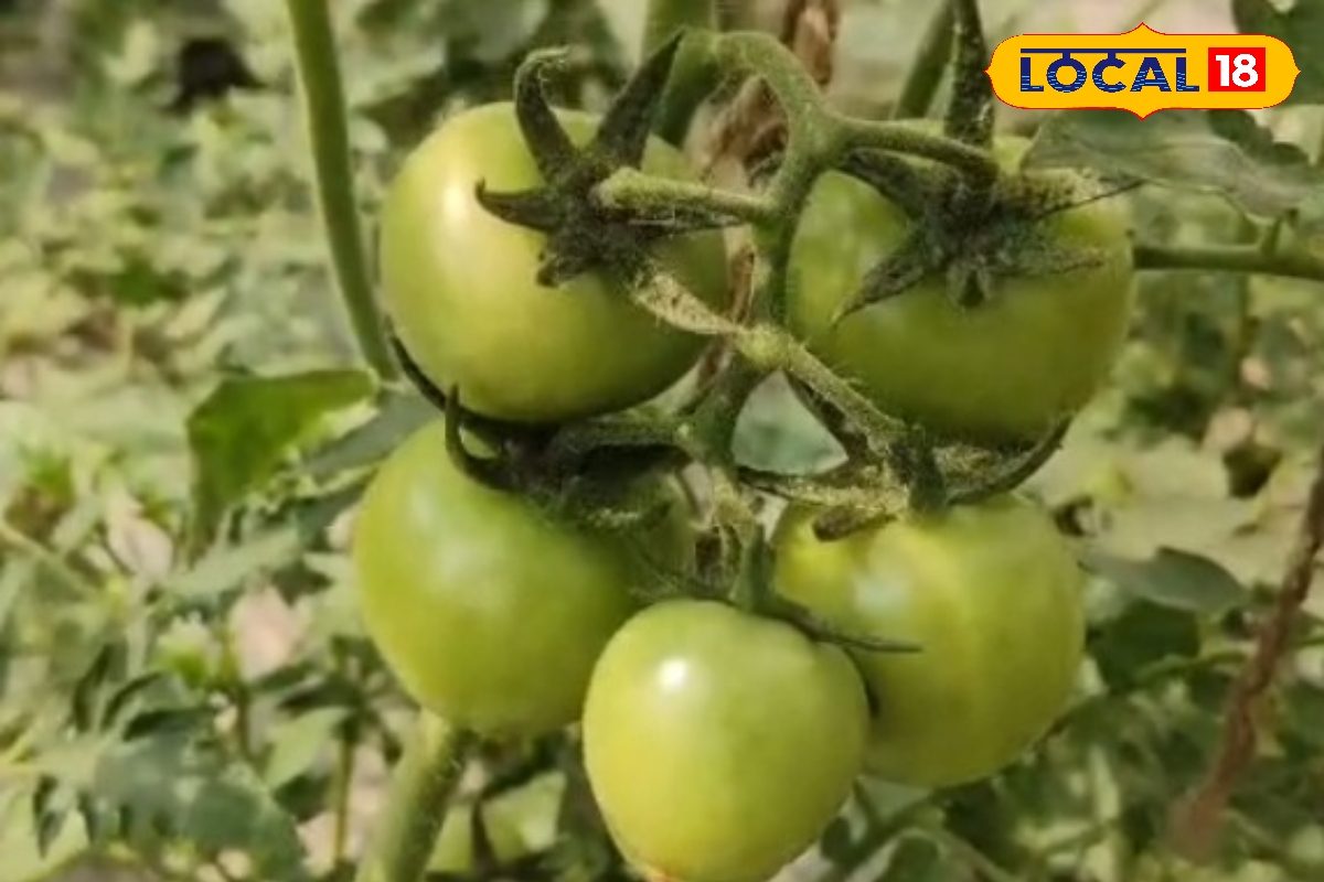 भागलपुर के किसानों की जेब गर्म करेगा टमाटर की यह वैरायटी