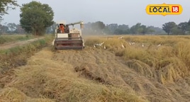 भोजपुर के 4 लाख किसानों के लिए खुशखबरी, 15 नवंबर से शुरू होगी धान की खरीदारी