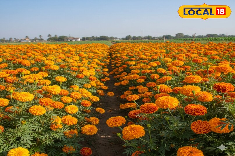 गेंदा की खेती कैसे करें, गेंदा की खेती से ज्यादा उत्पादन कैसे लें, गेंदा की ज्यादा उत्पादन देने वाली किस्म के नाम, गेंदा की खेती कब शुरू करें, गेंदा के पौधों की देखभाल कैसे करें, लोकल 18, How to cultivate marigold, how to get higher production from marigold cultivation, names of high yielding varieties of marigold, when to start marigold cultivation, how to take care of marigold plants, Local 18,