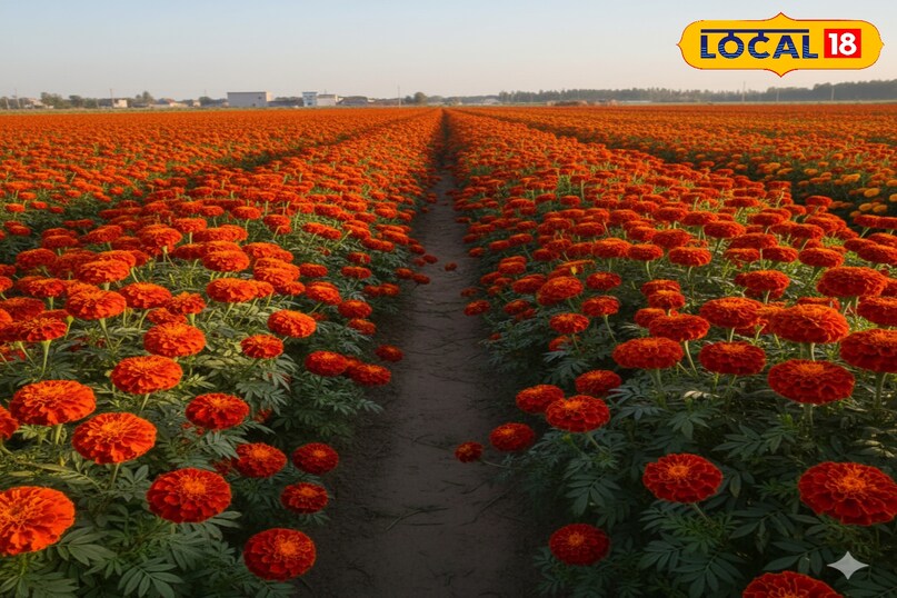 गेंदा की खेती कैसे करें, गेंदा की खेती से ज्यादा उत्पादन कैसे लें, गेंदा की ज्यादा उत्पादन देने वाली किस्म के नाम, गेंदा की खेती कब शुरू करें, गेंदा के पौधों की देखभाल कैसे करें, लोकल 18, How to cultivate marigold, how to get higher production from marigold cultivation, names of high yielding varieties of marigold, when to start marigold cultivation, how to take care of marigold plants, Local 18,