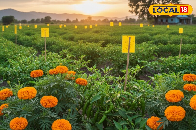 गेंदा की खेती कैसे करें, गेंदा की खेती से ज्यादा उत्पादन कैसे लें, गेंदा की ज्यादा उत्पादन देने वाली किस्म के नाम, गेंदा की खेती कब शुरू करें, गेंदा के पौधों की देखभाल कैसे करें, लोकल 18, How to cultivate marigold, how to get higher production from marigold cultivation, names of high yielding varieties of marigold, when to start marigold cultivation, how to take care of marigold plants, Local 18,