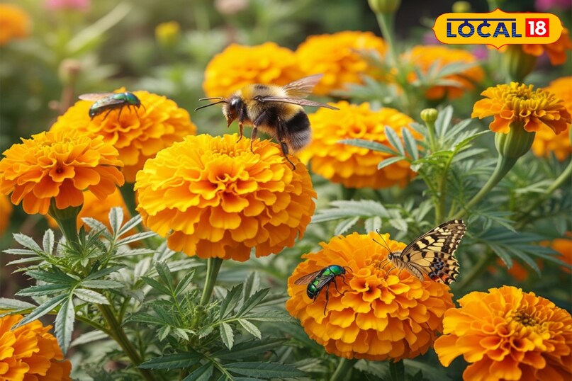 गेंदा की खेती कैसे करें, गेंदा की खेती से ज्यादा उत्पादन कैसे लें, गेंदा की ज्यादा उत्पादन देने वाली किस्म के नाम, गेंदा की खेती कब शुरू करें, गेंदा के पौधों की देखभाल कैसे करें, लोकल 18, How to cultivate marigold, how to get higher production from marigold cultivation, names of high yielding varieties of marigold, when to start marigold cultivation, how to take care of marigold plants, Local 18,