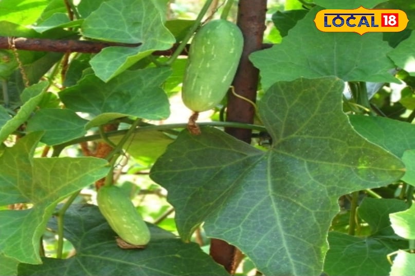 कुंदरू कुंदरू