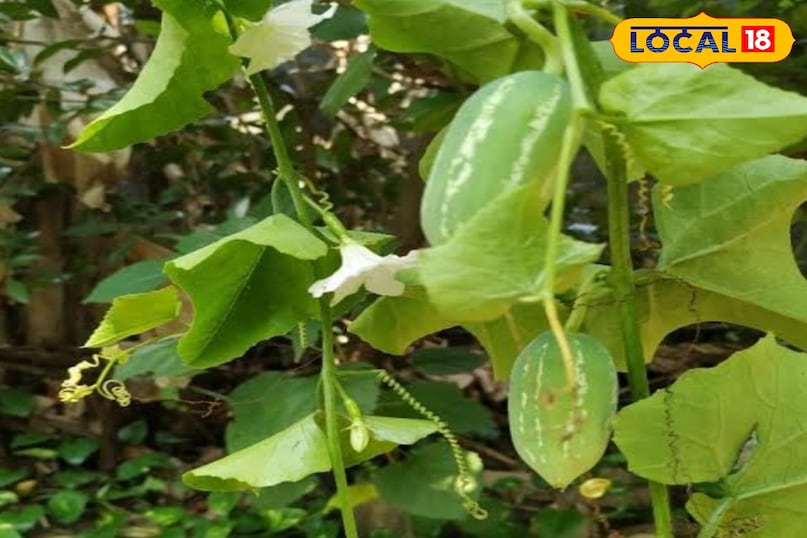 कुंदरू कुंदरू