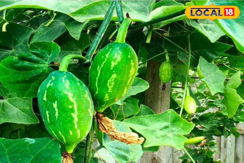 कदरु कदरु