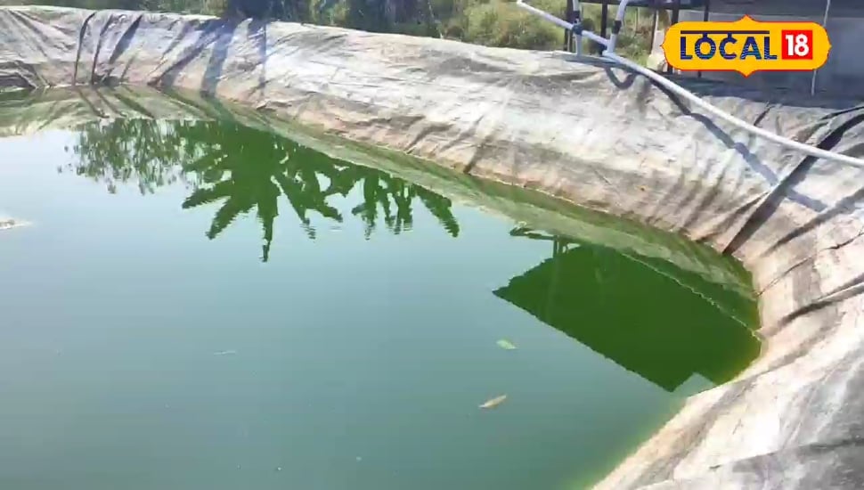 Machli Palan: इस टेक्निक से कम जगह में करें मछली पालन, मिलेगा बंपर मुनाफा