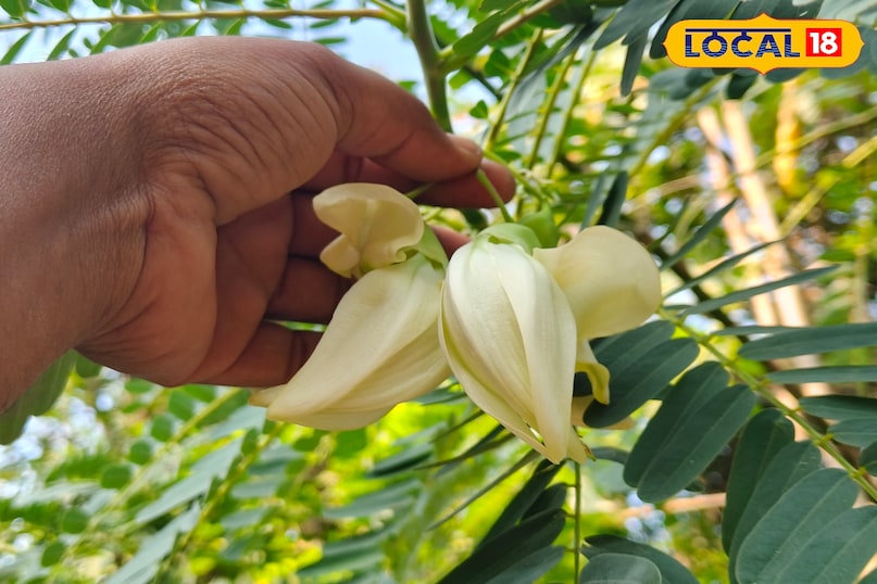 अगस्त का फूल अगस्त का फूल