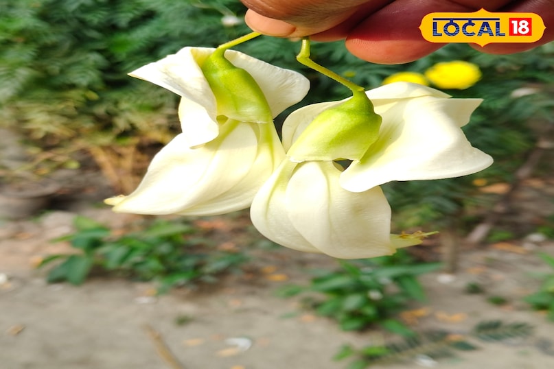 अगस्त का फूल अगस्त का फूल