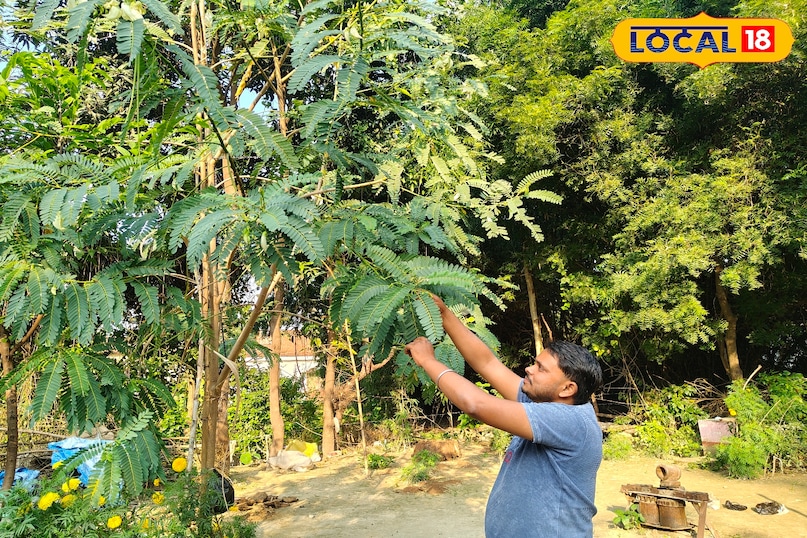 अगस्त का फूल अगस्त का फूल