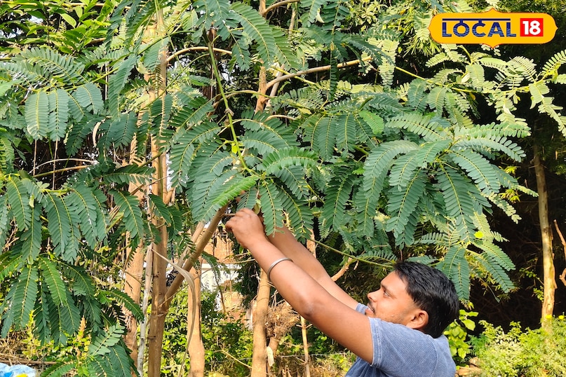 अगस्त का फूल अगस्त का फूल