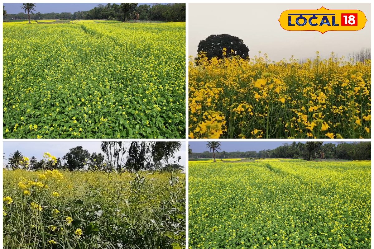 किसान भाई छप्परफाड़ होगी कमाई, बस खेत में लगा दें सरसों की ये धुंआधार वैरायटी