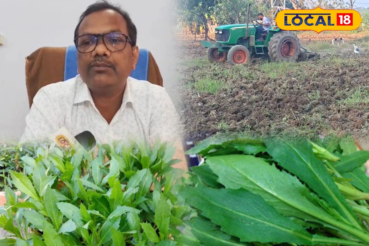 कुसुम की खेती कब करें? भाजी के साथ इसके तेल की मार्केट में भारी डिमांड