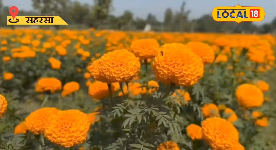 किसानों का जीवन महकाएंगे ये दो फूल, सहरसा के वैज्ञानिक ने बताया खेती का तरीका