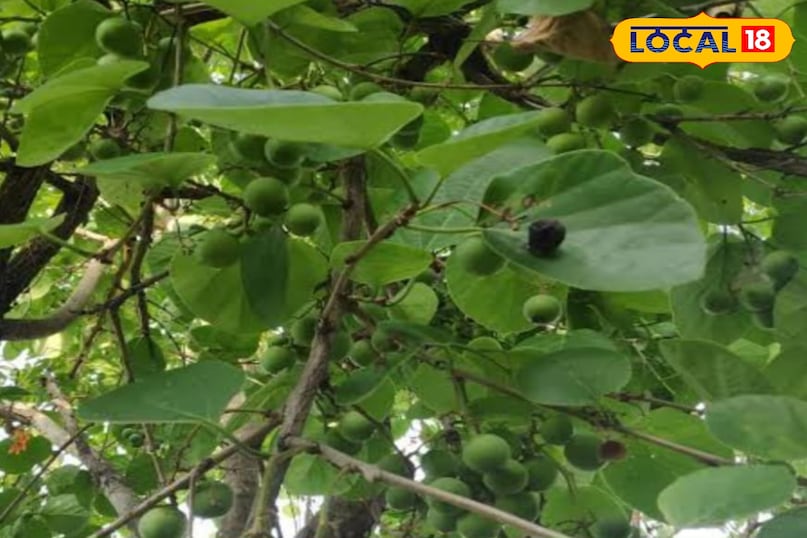 लसोड़ा लसोड़ा