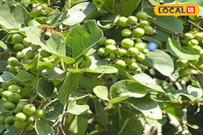 लसोड़ा लसोड़ा