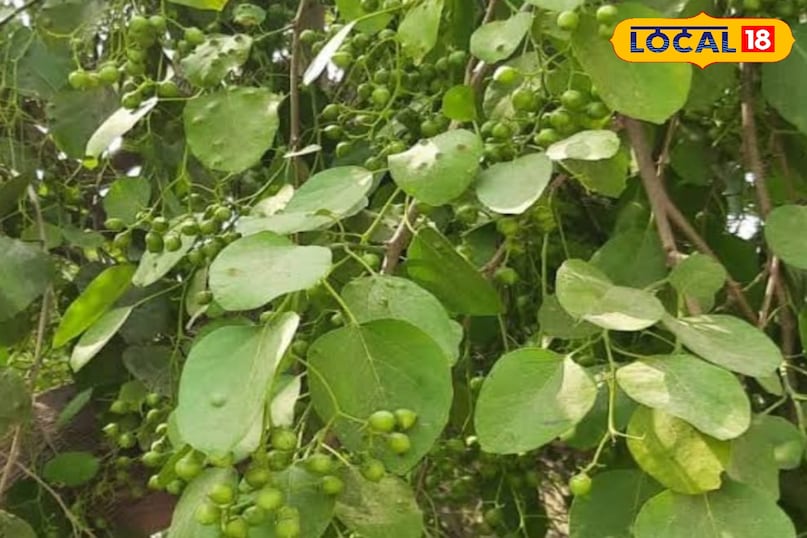 लसोड़ा लसोड़ा