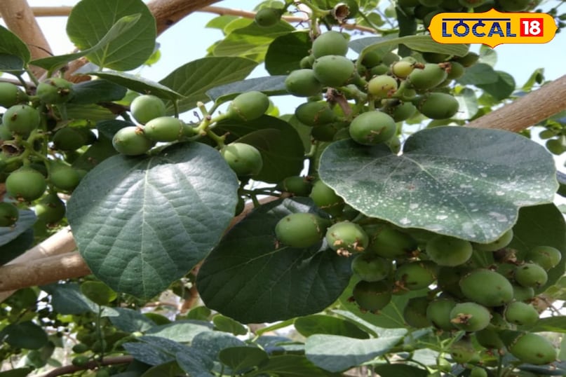 लसोड़ा लसोड़ा