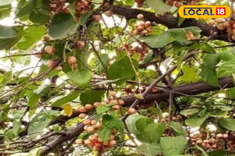 लसोड़ा लसोड़ा