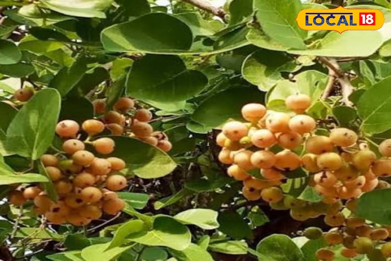 लसोड़ा लसोड़ा