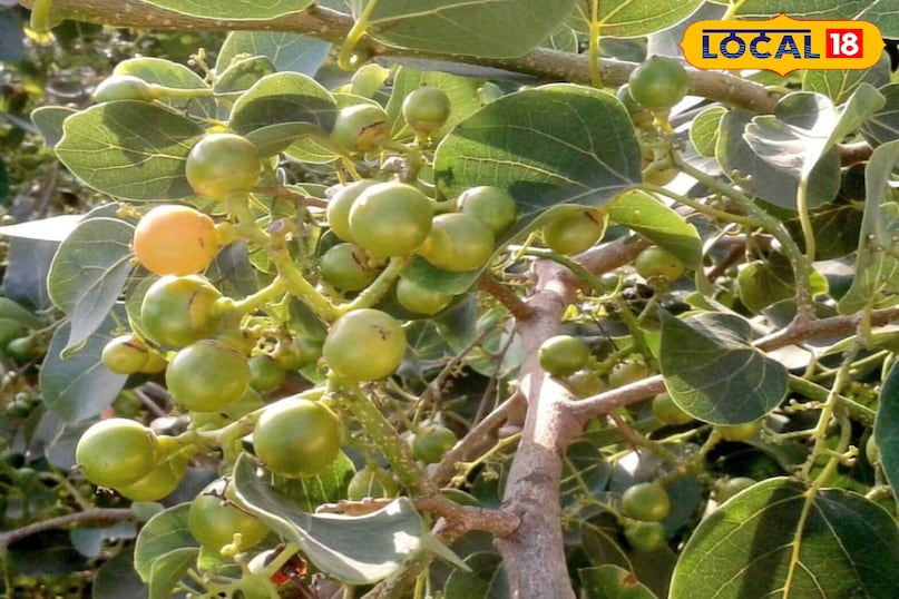 लसोड़ा लसोड़ा