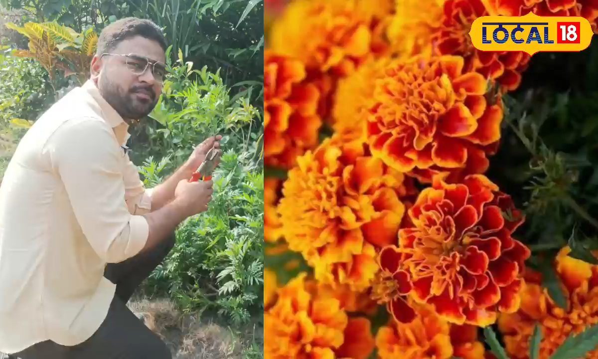 एक गेंदा का फूल,भर जायेगा पूरा गार्डन, बस जान लें का ग्राफ्टिंग का सही तरीका