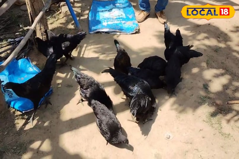 Narmada Nidhi breed, Kadaknath alternative, MP poultry news, local18, khargone letest news, Madhya Pradesh hindi news 