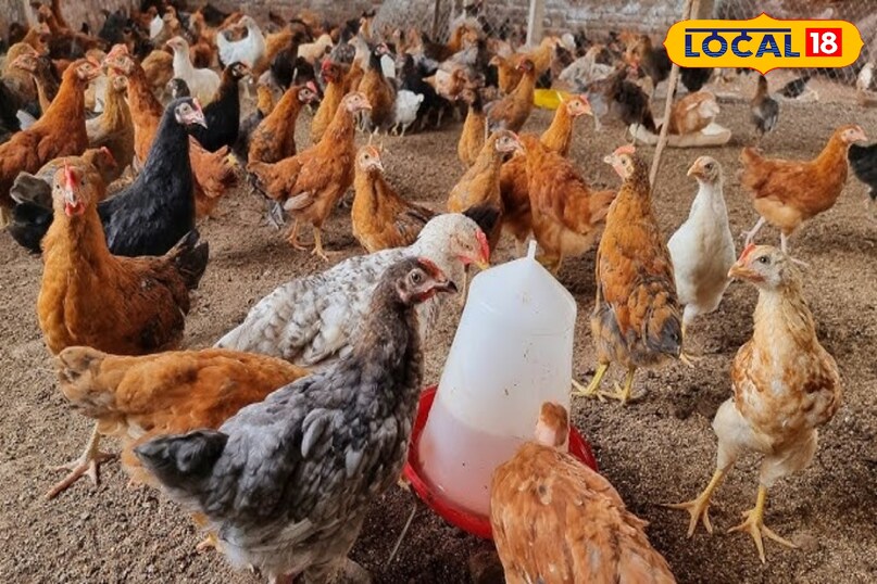 Narmada Nidhi breed, Kadaknath alternative, MP poultry news, local18, khargone letest news, Madhya Pradesh hindi news 