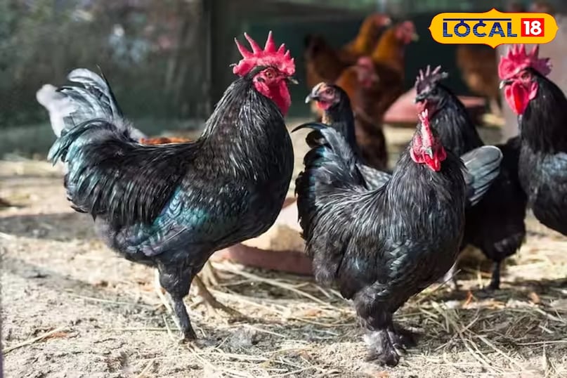 Narmada Nidhi breed, Kadaknath alternative, MP poultry news, local18, khargone letest news, Madhya Pradesh hindi news 