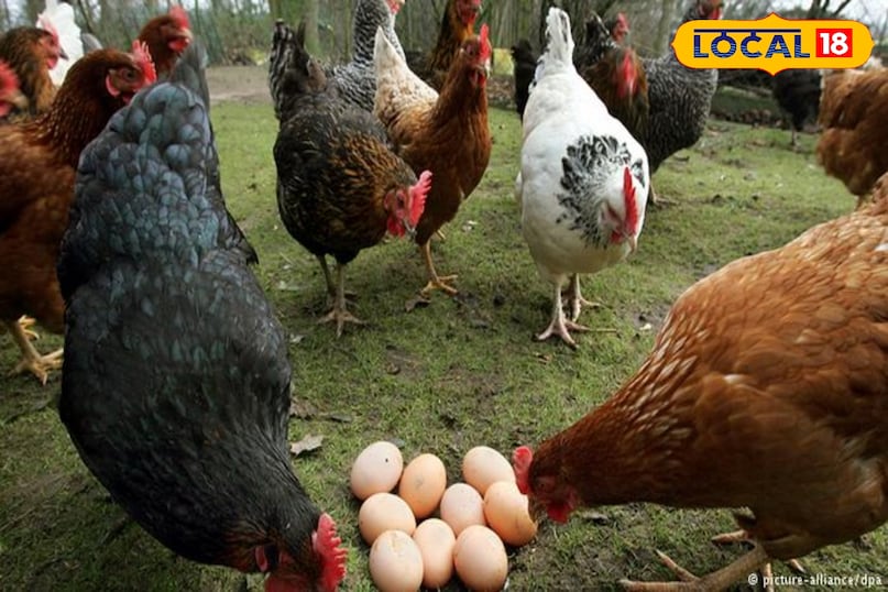 Narmada Nidhi breed, Kadaknath alternative, MP poultry news, local18, khargone letest news, Madhya Pradesh hindi news 