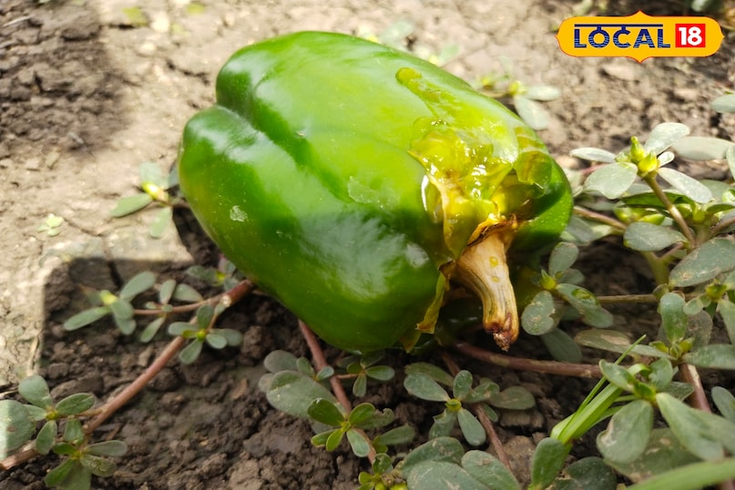 फसल बर्बाद 