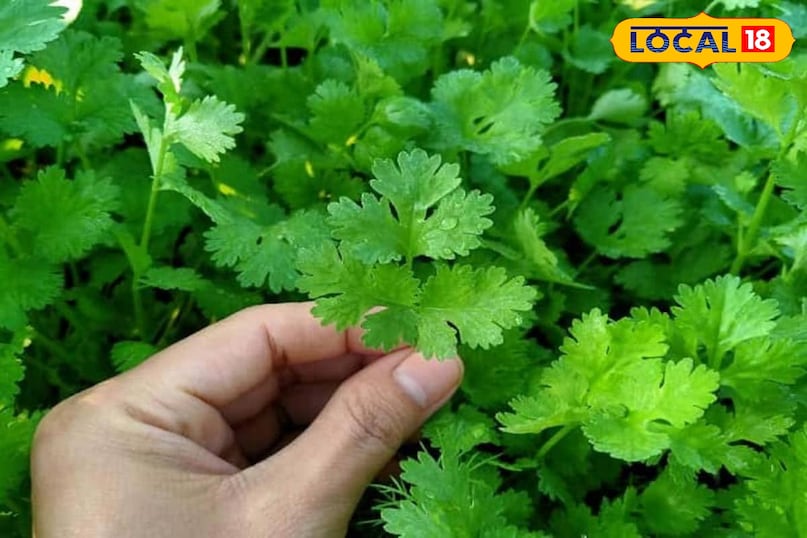 3 हफ़्ते में उगकर तैयार हो जाता है धनियां 