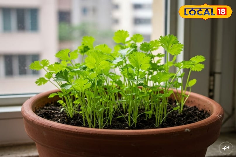 सीधे गमलों में बोएं धनियां