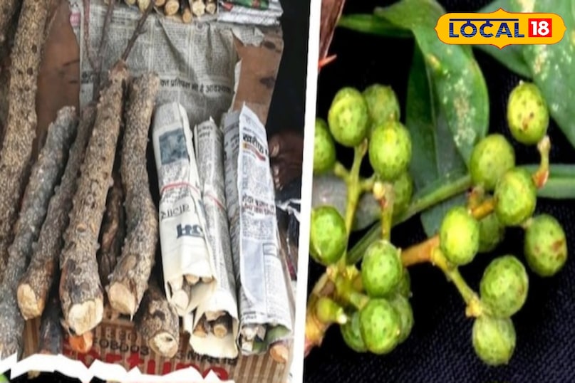 Even today, Vaidyas in the Kumaon mountains use it. Even today, Vaidyas in the Kumaon mountains use it.