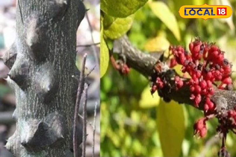 Timur is sold in every herbal market of Kumaon. Timur is sold in every herbal market of Kumaon.