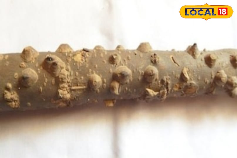 Timur consumption is also effective in relieving headache and fatigue. Timur consumption is also effective in relieving headache and fatigue.