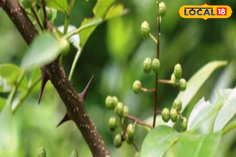 Timur is considered a tridosha-destroying plant in Ayurveda. Timur is considered a tridosha-destroying plant in Ayurveda.