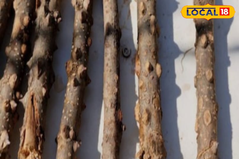 Timur is a traditional remedy for toothache and cold. Timur is a traditional remedy for toothache and cold.