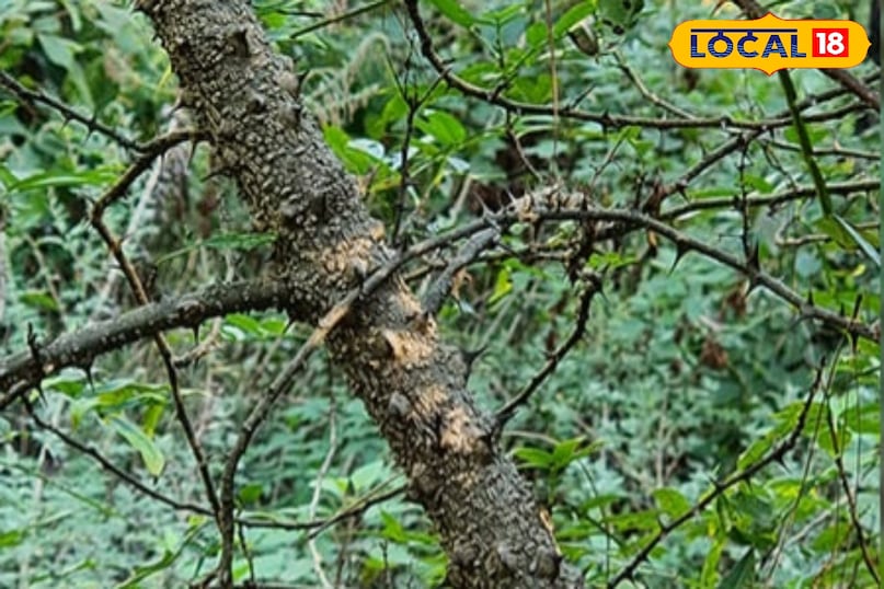 It is used as a spice in mountain kitchens. It is used as a spice in mountain kitchens.