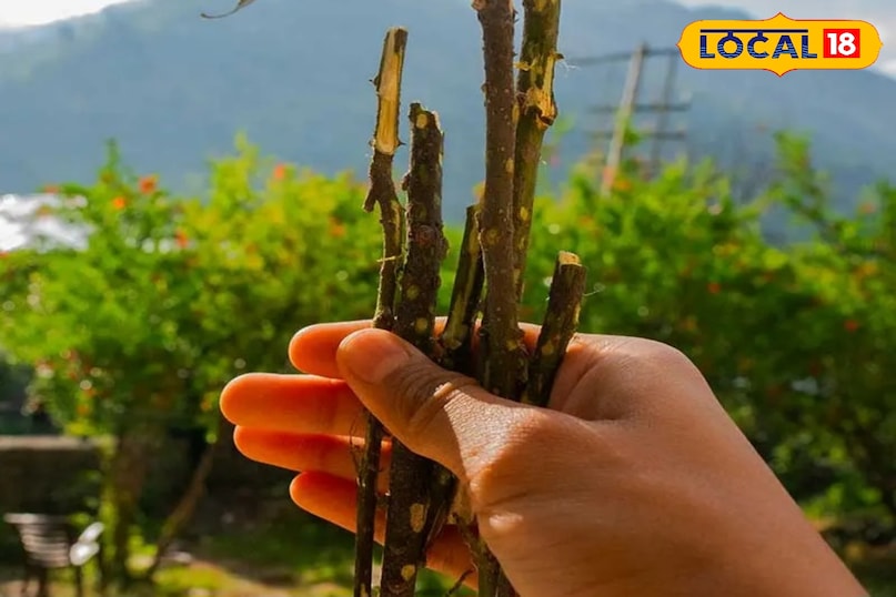 A decoction made from the bark of Timur tree to keep the body warm A decoction made from the bark of Timur tree to keep the body warm