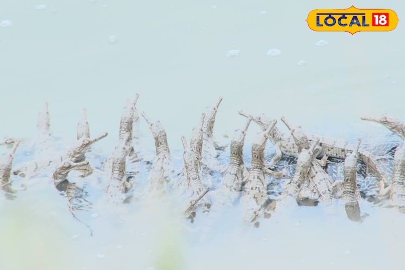 gharial