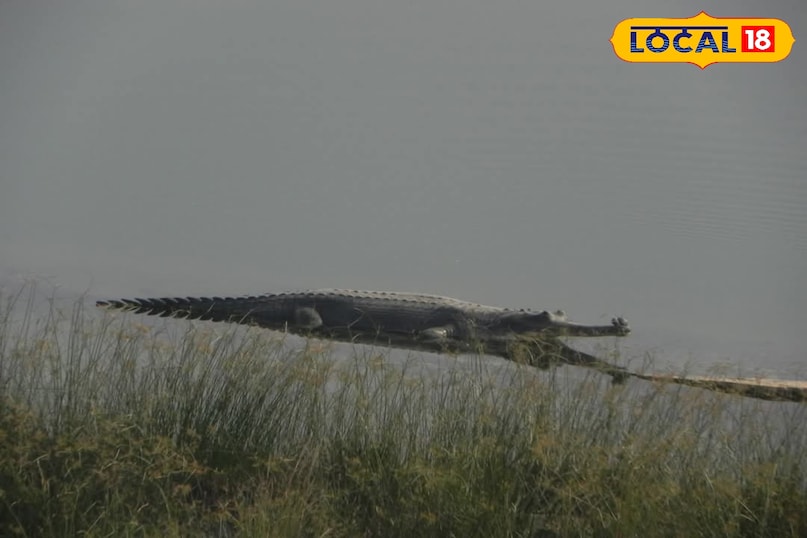 Son Gharial