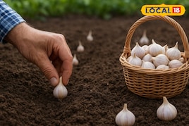 लहसुन के खेत में कर लें ये काम,गेहूं से पांच गुना देगा मुनाफा