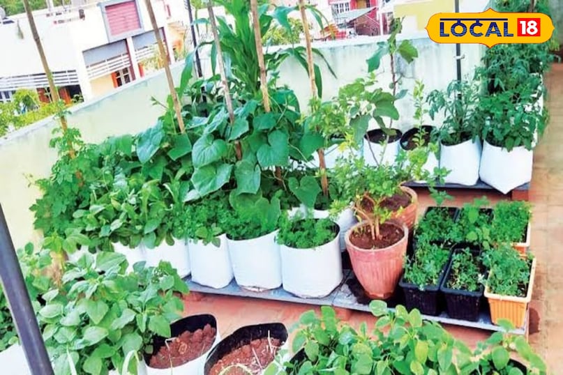 गार्डेन