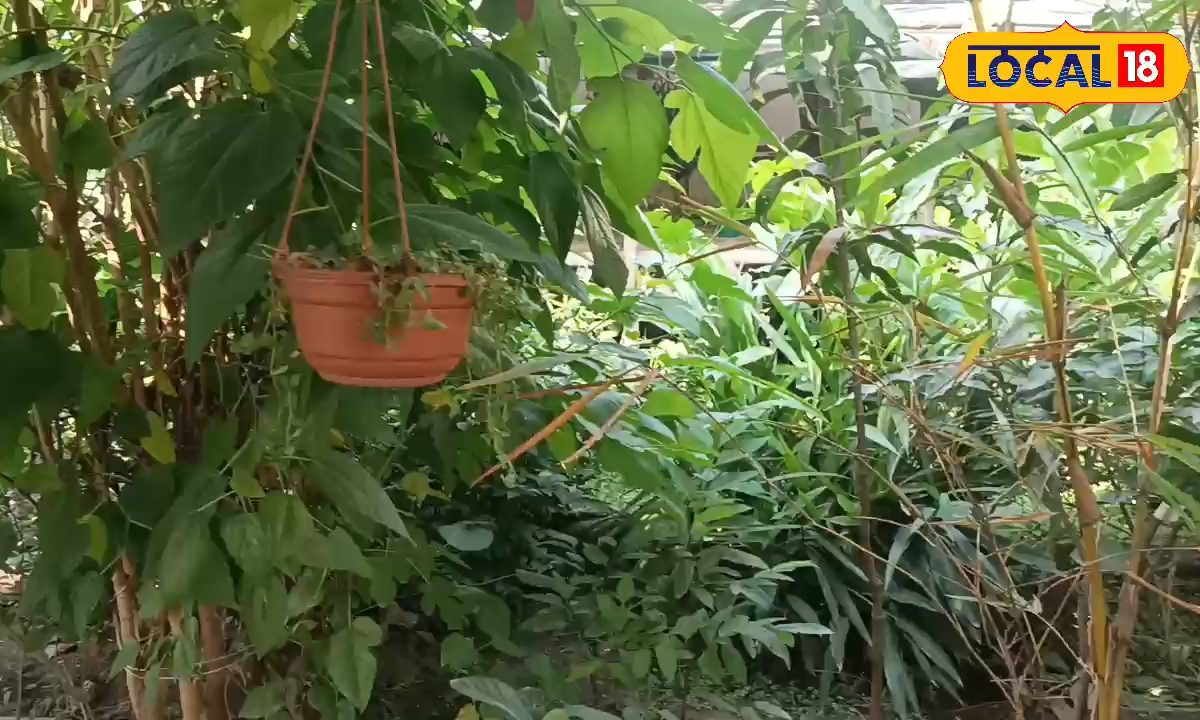 घर लाने पर क्यों सूख जाता है नर्सरी का पौधा, लोग करते हैं ये बड़ी गलती