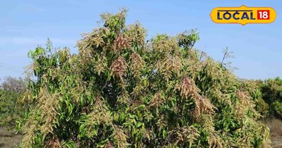 केसर आम का पौधा 