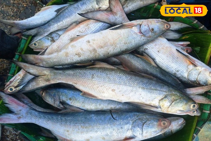 सैल्मन फिश खाने के हैं कई फायदे 