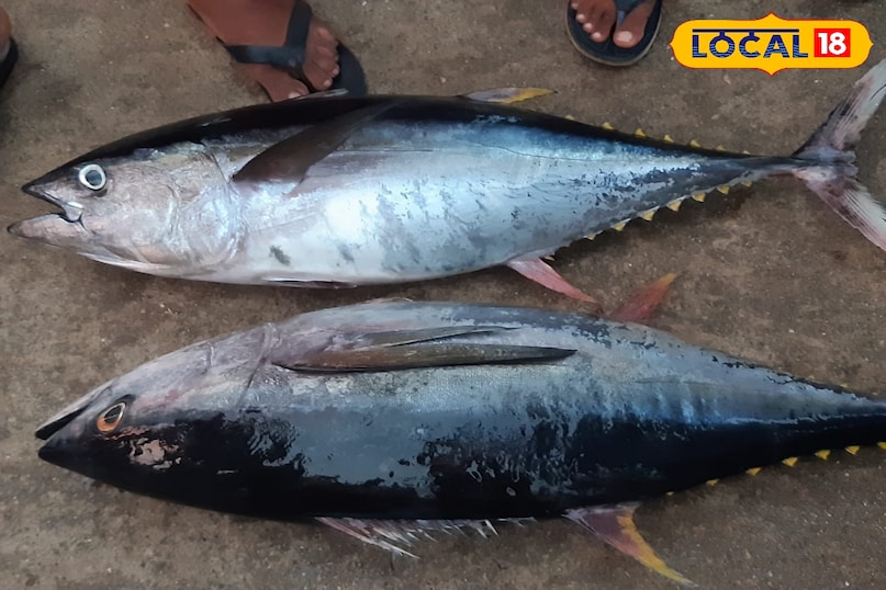 हृदय के लिए बेस्ट है ये मैकेरल फिश