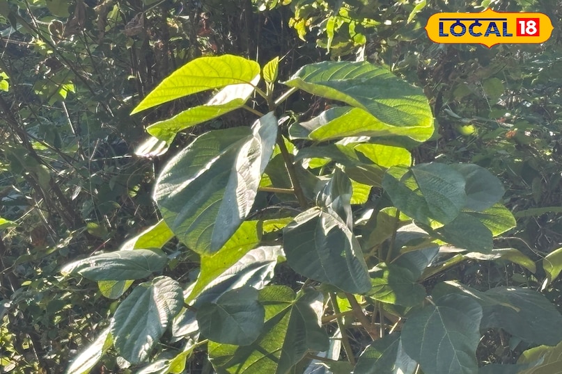 Timil leaves are beneficial for health Timil leaves are beneficial for health