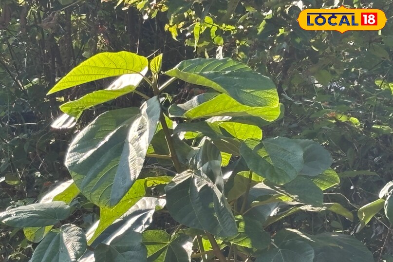 Symbol of traditional craftsmanship and self-reliance Symbol of traditional craftsmanship and self-reliance